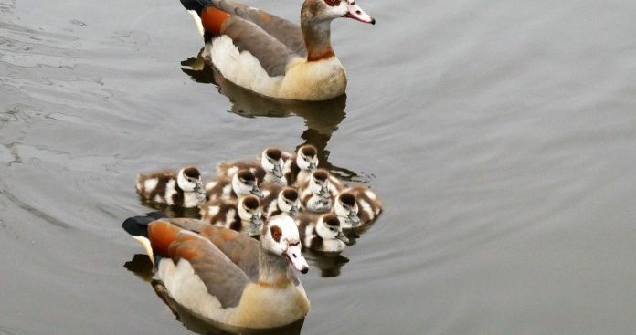 Cum se împarte pensia de urmaș între soț și copii în 2026