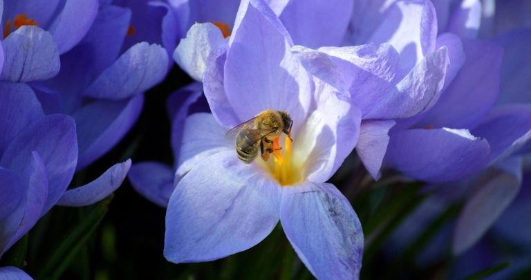 Vechime Muncă Sezonieri 2026: Drepturi și Calcul Pensie